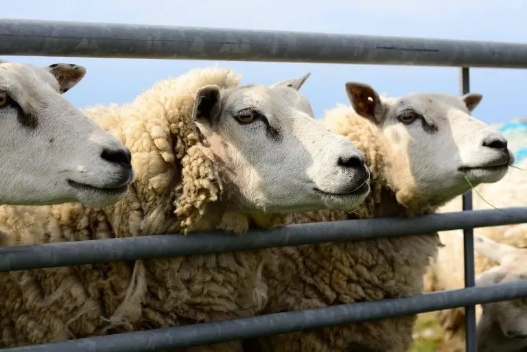 Verslag rechtszitting Stikstofclaim tegen de Staat over gebruik Aerius