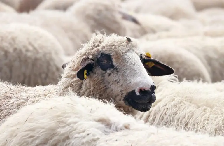 Gaat uitslag verkiezingen perspectief bieden voor agrarische sector en natuur?
