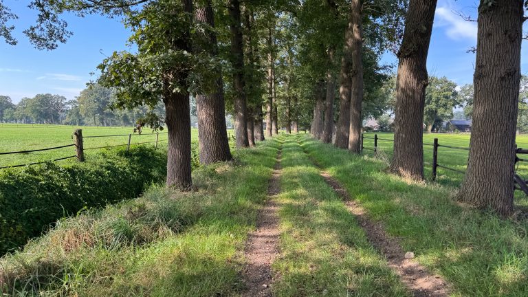 Gelderland maakt fout bij kartering leefgebieden zwarte specht en draaihals op Veluwe