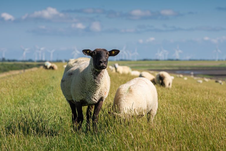 Stichting Stikstofclaim wordt verwezen naar bodemprocedure